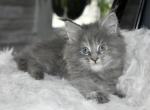 Maine Coon kittens  TICA Registered - Maine Coon Kitten For Sale - Manchester&comma; NH&comma; US