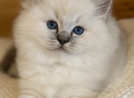 Blue Lynx Point Female - Ragdoll Kitten For Sale - Hastings&comma; PA&comma; US
