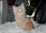 Maine Coons Ready Now TICA Registered - Maine Coon Kitten For Adoption - Manchester&comma; NH&comma; US