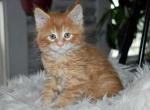 Maine Coons Ready Now TICA Registered - Maine Coon Kitten For Adoption - Manchester&comma; NH&comma; US