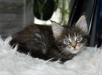 Maine Coons Ready Now TICA Registered - Maine Coon Kitten For Adoption - Manchester&comma; NH&comma; US