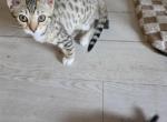 Half bengals - Bengal Kitten For Sale - 