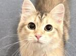 Tigger - Siberian Kitten For Sale - Culpeper&comma; VA&comma; US
