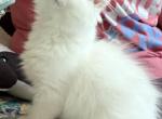 Baby - Ragdoll Kitten For Sale - 