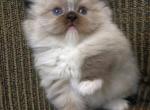 Enya of Reddington - Ragdoll Kitten For Sale - Annapolis Junction&comma; MD&comma; US