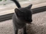 Kitty Russian Blue - Russian Blue Kitten For Sale - Charlotte&comma; NC&comma; US