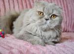 Dandy - Scottish Fold Kitten For Sale - 