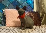 Black - Sphynx Kitten For Sale - Bon Aqua&comma; TN&comma; US