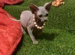 Blue Pearl - Sphynx Kitten For Sale - Bon Aqua&comma; TN&comma; US