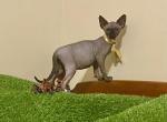 Black Pearl - Sphynx Kitten For Sale - Bon Aqua&comma; TN&comma; US