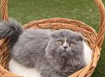 Comet - Scottish Fold Kitten For Sale - Boca Raton&comma; FL&comma; US