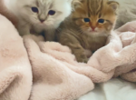 New Babies - British Shorthair Kitten For Sale - Federal Way&comma; WA&comma; US