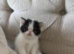 Daisy - Exotic Kitten For Sale - Roseville&comma; CA&comma; US