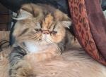 MY PARENTS - Persian Cat For Sale - Sumner&comma; WA&comma; US