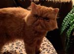 MY PARENTS - Persian Cat For Sale - Sumner&comma; WA&comma; US