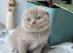 Lory - Scottish Fold Kitten For Sale - Los Angeles&comma; CA&comma; US