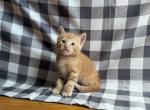Orange Munchkin kitten - Munchkin Kitten For Sale - 