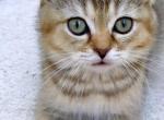 Boba - Scottish Fold Kitten For Sale - Canyon Cntry&comma; CA&comma; US