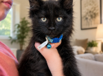 Oliver - Maine Coon Kitten For Sale - Sierra Vista&comma; AZ&comma; US