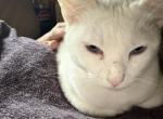 Snowball - Domestic Cat For Adoption - Arabi&comma; GA&comma; US