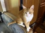 Garfield - Domestic Cat For Sale - 