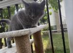 Max - Maine Coon Kitten For Sale - Wilmington&comma; DE&comma; US