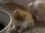 Persian cats - Persian Kitten For Sale - Los Angeles&comma; CA&comma; US