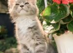 Sampson - Ragdoll Kitten For Sale - Brogueville&comma; PA&comma; US