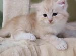 Willie with green eyes - Siberian Kitten For Sale - New York&comma; NY&comma; US