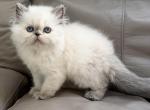 Princess - Himalayan Kitten For Sale - Middleborough&comma; MA&comma; US