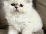 Princess - Himalayan Kitten For Sale - Middleborough&comma; MA&comma; US