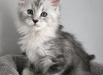 Majestic Raven Maine Coones - Maine Coon Kitten For Sale - Sidney&comma; OH&comma; US