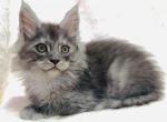 Stripes - Maine Coon Kitten For Sale - Chicago&comma; IL&comma; US