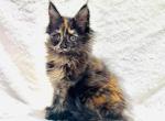 Pippi - Maine Coon Kitten For Sale - Chicago&comma; IL&comma; US