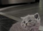 lily - British Shorthair Kitten For Sale - Englewood&comma; NJ&comma; US