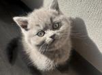 Sally - British Shorthair Kitten For Sale - 