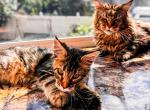 Maine Coon Female Kitten - Maine Coon Kitten For Sale - Staten Island&comma; NY&comma; US