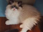 seal bicolor - Ragdoll Kitten For Sale - Bristow&comma; VA&comma; US