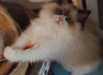 seal bicolor - Ragdoll Kitten For Sale - Bristow&comma; VA&comma; US