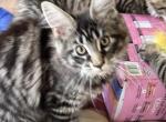 Main coon - Maine Coon Kitten For Sale - Toccoa&comma; GA&comma; US