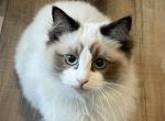 Samantha - Ragdoll Kitten For Sale - Canton&comma; GA&comma; US