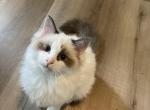 Jay - Ragdoll Kitten For Sale - Canton&comma; GA&comma; US