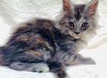 Fuchsia - Maine Coon Kitten For Sale - Chicago&comma; IL&comma; US