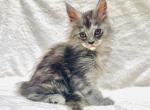 Fuchsia - Maine Coon Kitten For Sale - 