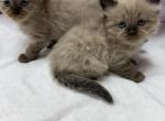 Ragdoll kittens - Ragdoll Kitten For Sale - Gurnee&comma; IL&comma; US