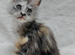 Foxxy Polydactyl - Maine Coon Kitten For Sale - 