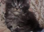 Maine Coon Polydactyl kittens - Maine Coon Kitten For Sale - Adolphus&comma; KY&comma; US