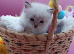 LuLu's boy seal mitted lynx - Ragdoll Kitten For Sale - New York&comma; NY&comma; US