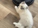 Lovebug - Ragdoll Kitten For Sale - San Diego&comma; CA&comma; US