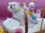 LuLu's girl seal point lynx - Ragdoll Kitten For Sale - New York&comma; NY&comma; US